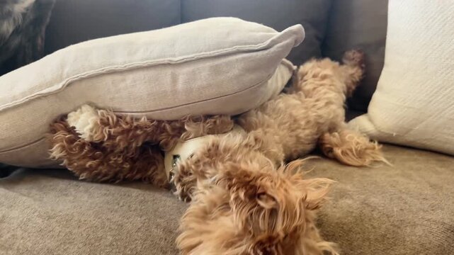 Dog playing and pulling couch cushions
