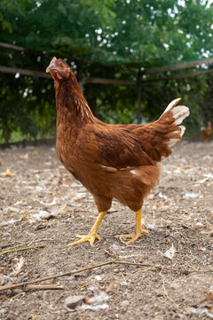 Brown hen standing outdoors farm
