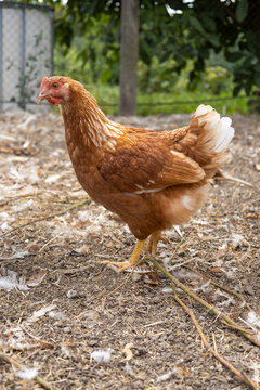 Brown hen standing outdoors farm