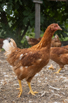 Brown hen standing outdoors farm