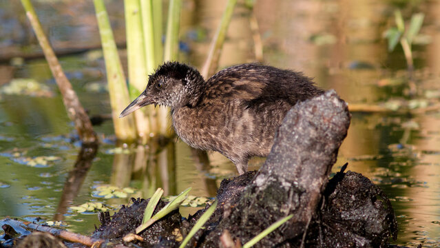 great crested grebe