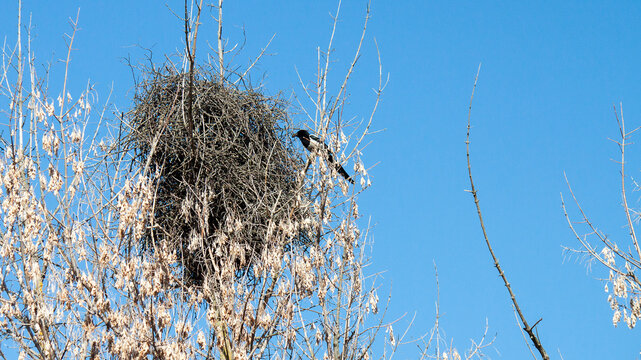 bird nest on a tree