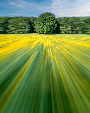 Abstract view of a sunflower field captured with intentional camera movement, creating radial yellow and green streaks leading toward a solitary tree and forest edge. Colors: yellow, green, blue.