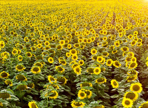 Dense sunflower field in full summer bloom illuminated by warm golden light, creating a rich yellow and green agricultural pattern across the landscape.