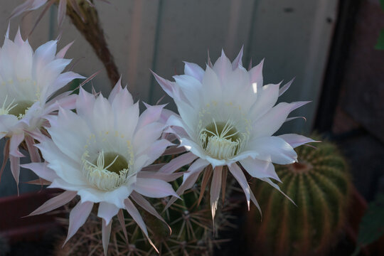 Blooming White Cactus Flowers Echinopsis Oxygona Close Up