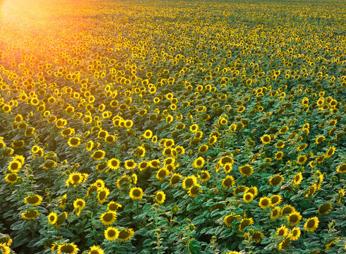 Dense sunflower field glowing in warm golden light at sunset, creating a repeating yellow and green agricultural pattern across the landscape. Colors: yellow, green, gold.