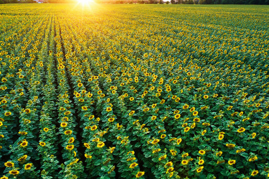 Dense sunflower field glowing in warm golden light at sunset, creating a repeating yellow and green agricultural pattern across the landscape. Colors: yellow, green, gold.