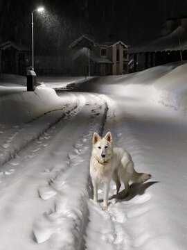 The dog is walking along the road. Snow-covered uncleared road in a siberian cottage village.