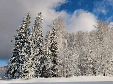 Winter forest covered with snow.