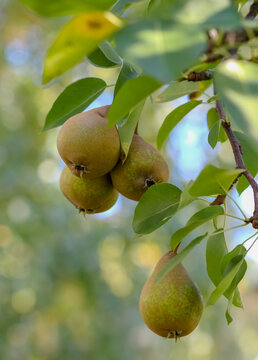Pears ripen in the home garden. Pears are mostly cultivated for their fruit and juices, while others are grown as ornamental trees. About 3,000 varieties of pears vary in both shape and taste.