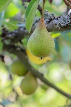 Pears ripen in the home garden. Pears are mostly cultivated for their fruit and juices, while others are grown as ornamental trees. About 3,000 varieties of pears vary in both shape and taste.