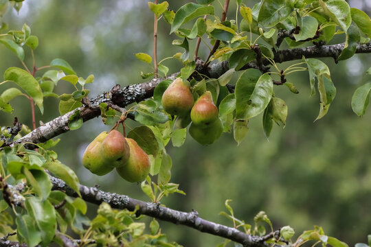 Pears ripen in the home garden. Pears are mostly cultivated for their fruit and juices, while others are grown as ornamental trees. About 3,000 varieties of pears vary in both shape and taste.