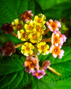 Macro of a colourful Lantana flower cluster with water droplets on the yellow blooms.