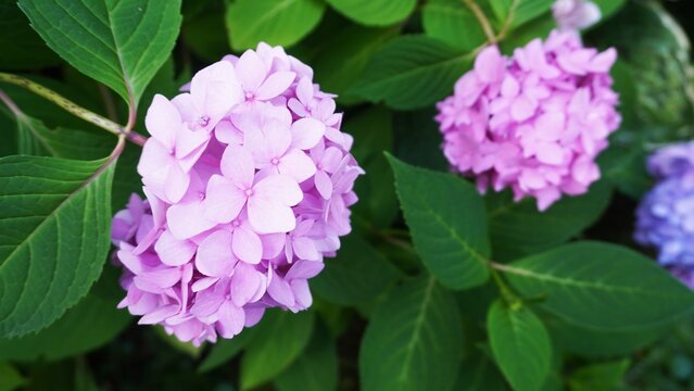  Lilac hydrangea bloom close-up. Pink flower cluster, green leaves. Blue hydrangea blossom. Garden shrub.