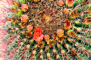 Obraz premium Arizona Blossoming Barrel Cactus