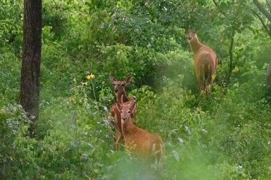deer in the woods in rain