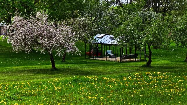 Person operating red riding lawn mower in green orchard with blooming apple trees during sunny spring day.