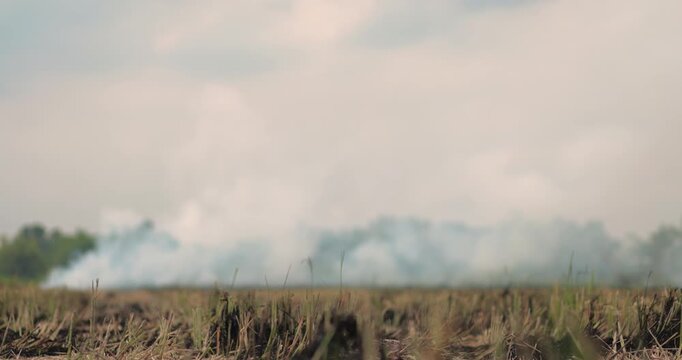 Smoke rising from agricultural field burning after harvest, crop residue burning, air pollution, haze and environmental impact in a rural landscape
