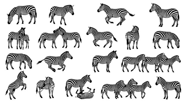 Zebra silhouette vector icon set with African wildlife stripe pattern poses for safari design
