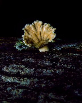 Pale orange bracket fungus with ribbed surface growing from a dark wood log