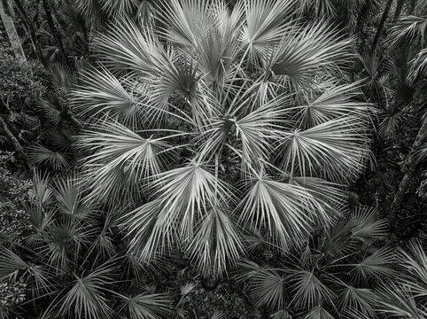 Dense palmetto palm fronds from above in a soft grey black and white tone
