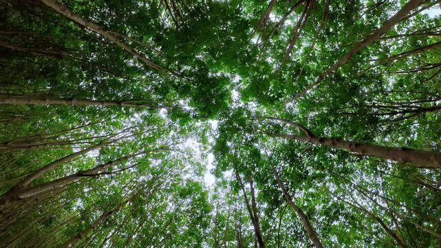 Seamless loop of moving forward with 360-degree rotation low angle shot under green rubber tree canopy in plantation