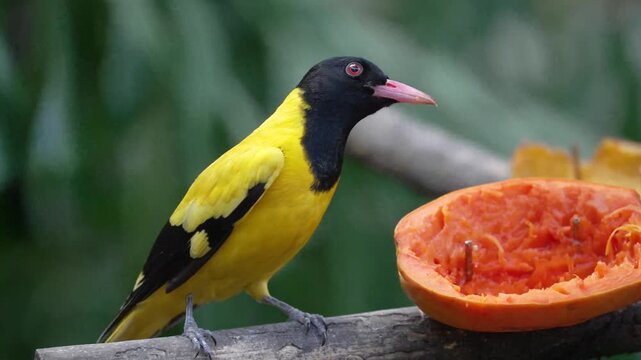 Black hooded oriole eating ripe papaya fruit perched on a wooden branch in natural forest habitat.