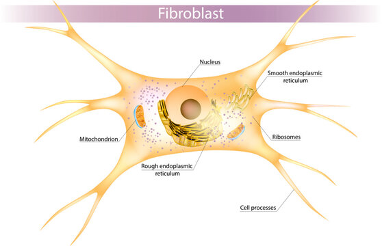Medical illustration of fibroblast cell anatomy. Educational diagram of a connective tissue cell involved in extracellular matrix and collagen production.