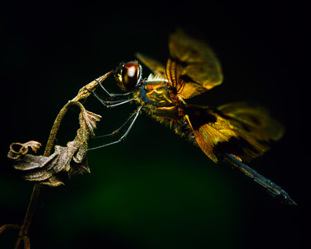 Golden-winged dragonfly with brown eyes resting on a curled dried leaf