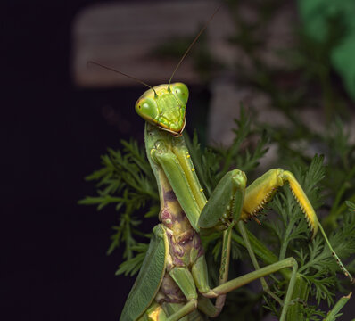 Close-up of a green praying mantis in its natural habitat at night. The insect sits on plant stems in its characteristic pose, ready to hunt. The background is completely black, focusing attention on 