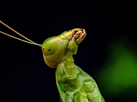 Macro close-up shot of a praying mantis head against a black background. Detailed view of the green insect's expressive compound eyes, antennae, and body texture in high contrast.