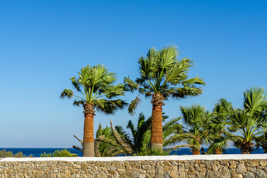 Mykonos island palm trees over stone wall