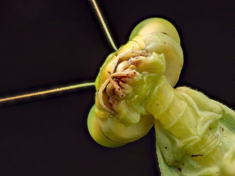 Macro close-up shot of a praying mantis head against a black background. Detailed view of the green insect's expressive compound eyes, antennae, and body texture in high contrast.
