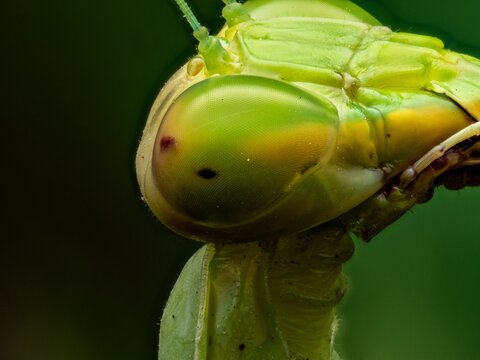 Macro close-up shot of a praying mantis head against a black background. Detailed view of the green insect's expressive compound eyes, antennae, and body texture in high contrast.