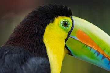 Close-up portrait of a keel-billed toucan head with vivid green beak © RdB