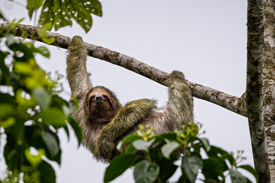 Three-toed sloth hanging from a tree branch in rainforest canopy