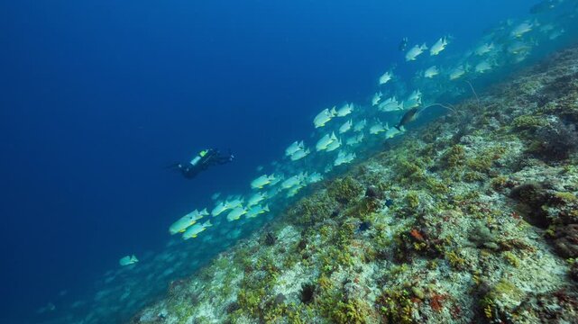 SCUBA Diver swims below huge school of Sailfin Snapper on deep reef of Peleliu, Palau.