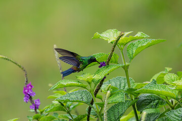 Hummingbird feeding on purple wildflower nectar in rainforest © RdB