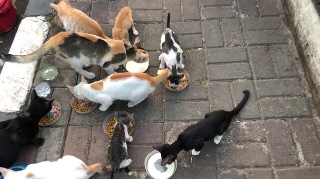 A group of hungry stray cats eating food from bowls on a paved outdoor area.