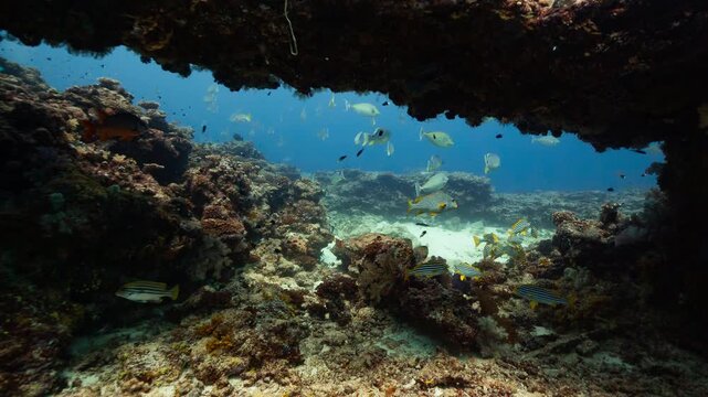 POV underwater shot swimming through overhang with corals and fish