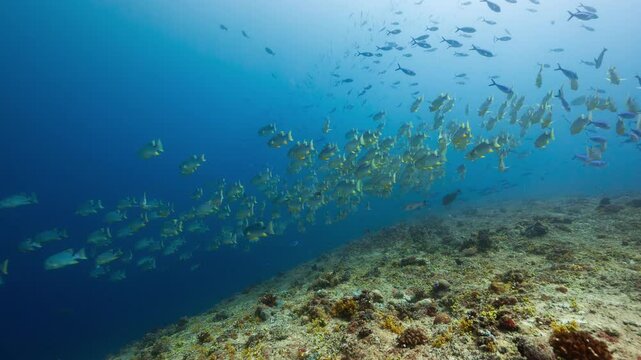 Underwater shot of huge school of Sailfin Snapper swimming down a deep tropical reef in Peleliu, Palau