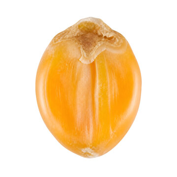 Close up of a single golden yellow corn kernel isolated on pure white background, macro shot