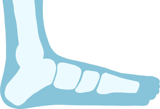 Human Foot Anatomy with Bones and Muscles