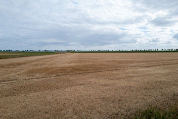 Vast golden wheat field after harvest, overcast sky above, rural peace and quiet © jr-art