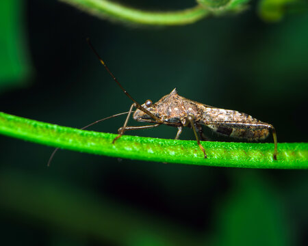 Spiny brown squash bug with long antennae resting on a green plant stem