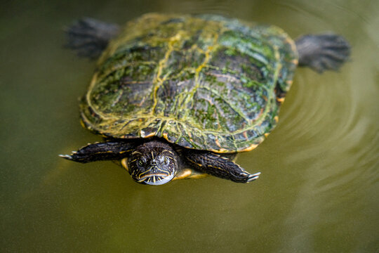  Close-up view of a freshwater turtle swimming in green water, showing its patterned shell and natural aquatic environment.