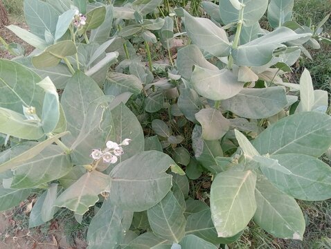 Calotropis procera plant growing outdoors. Giant milkweed shrub with broad dusty green leaves and small white flowers. Wild crown flower vegetation in natural rural habitat photography.