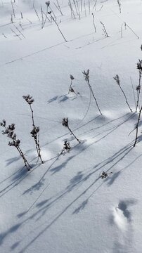 Dry blades of grass peek out from under a snowdrift; and snow glistening in the sun; harsh winter weather