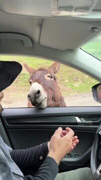A view from a car window of a cute little donkey that a man is feeding an apple by hand