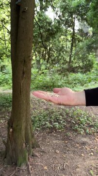 Birds eat seeds from your hand in the park. Feeding titmice from your hand